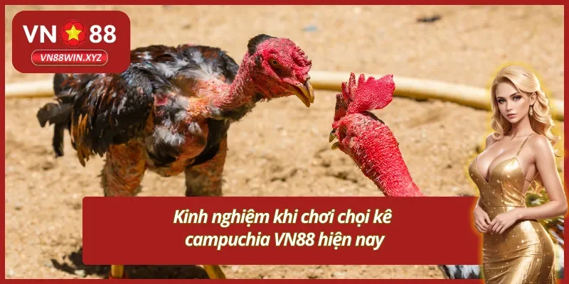 Kinh nghiệm cá cược ở đá gà campuchia VN88
