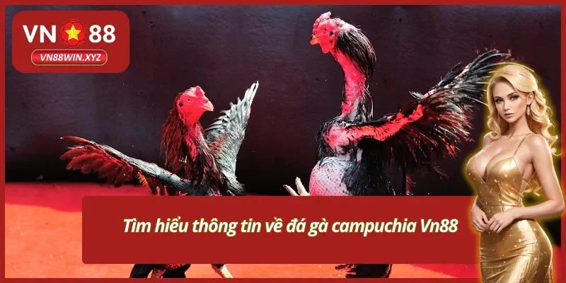 Tổng quát đôi nét về đá gà Campuchia VN88