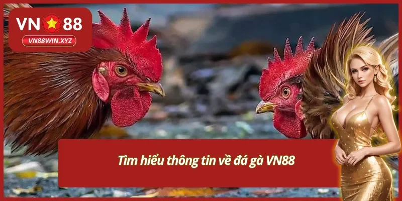 Thông tin cơ bản về đá gà VN88